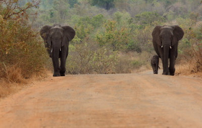 Elephant and baby