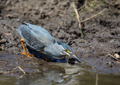 Green-backed Heron