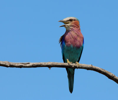 Lilac-breasted Roller