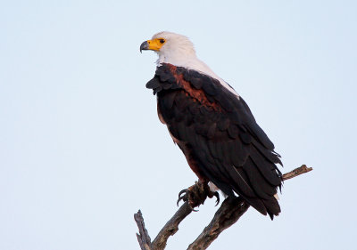 Fish Eagle