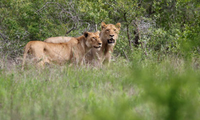 Young male and female lion