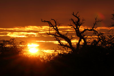 Kruger sunset