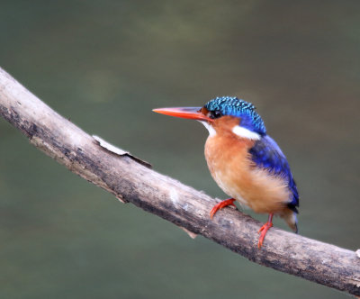 Zander and Tian  (grandsons) Malachite Kingfishers