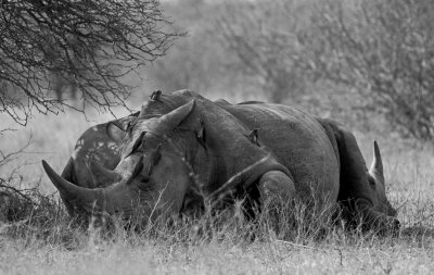 Rhino on a hot day in Kruger Park