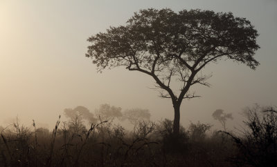 Kruger park early morning