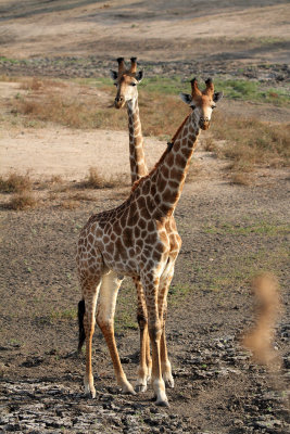 Double giraffe
