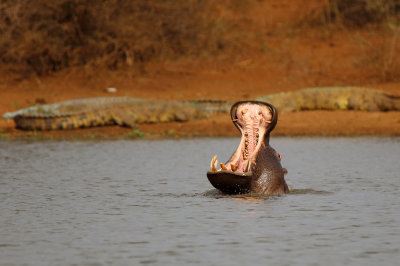 Big hippo yawn