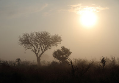 Kruger park early morning