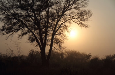 Kruger park early morning