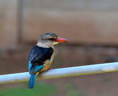 Brown hooded Kingfisher