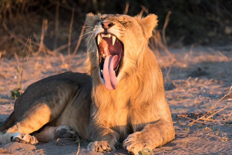 Young Male Lion