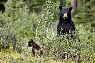 Blackbear and cub near Lake Louise
