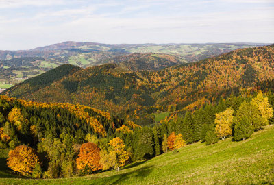 Fall Colours in Black Forest