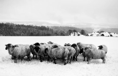Flock of Sheep, protecting themselves from the cold
