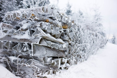 Black Forest Winter Scenery