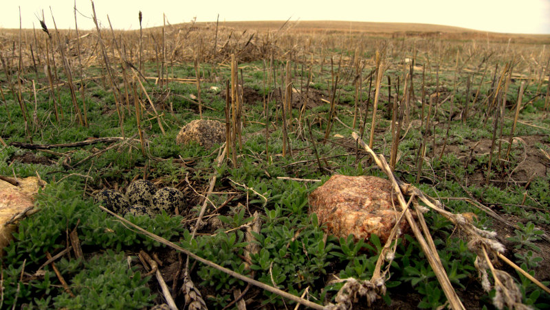 KILLDEER NEST IN STUBBLE.jpg