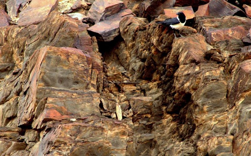 PIED CROW WITH RED ROCK