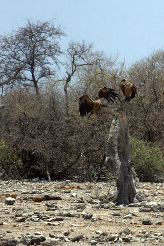 WHITE-BACKED VULTURES