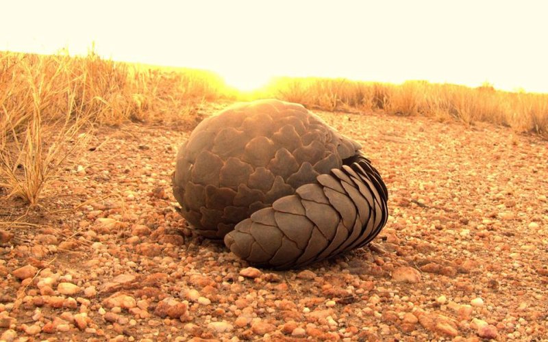 PANGOLIN DEFENSE POSTURE