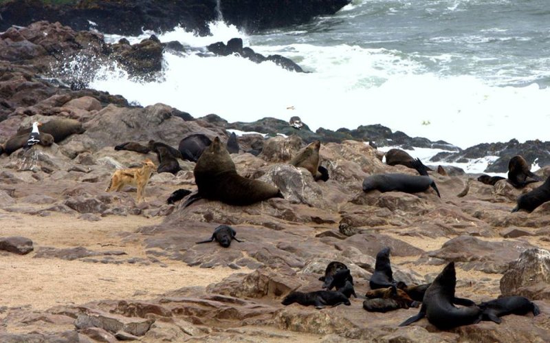 SOUTHERN FUR SEAL ROOKERY-SKELETON COAST