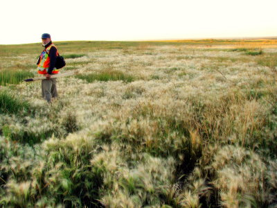 FIELD WORK SASKATCHEWAN 2013.JPG