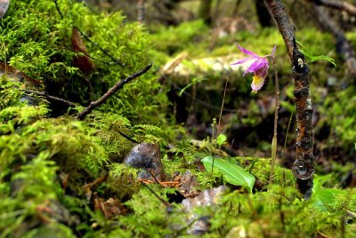 FAIRY-SLIPPER.jpg