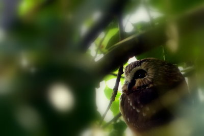 NORTHERN SAW-WHET OWL
