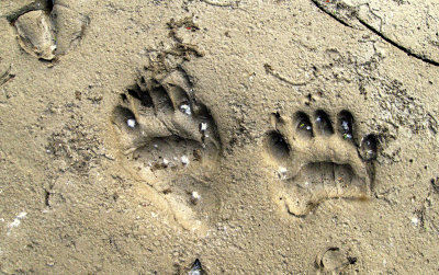 BLACK BEAR TRACKS FAIRVIEW 2015 1.jpg