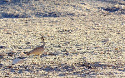 RUEPPELL'S KORHAAN