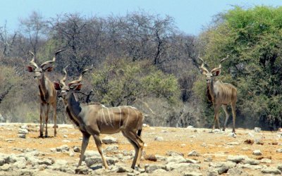 KALAHARI AND NAMIB DESERTS