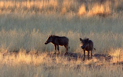 YOUNG WARTHOGS