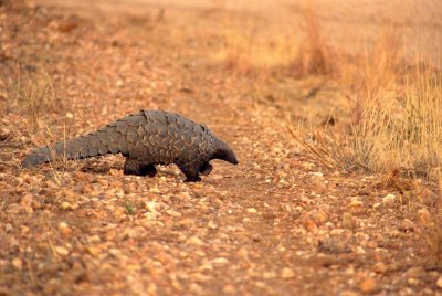 GROUND PANGOLIN-QUADRUPED GAIT