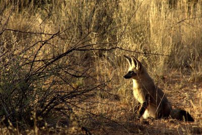 BAT-EARED FOX
