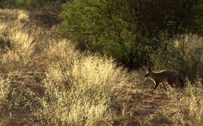 BAT-EARED FOX-BACKLIT