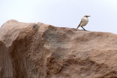 LARK