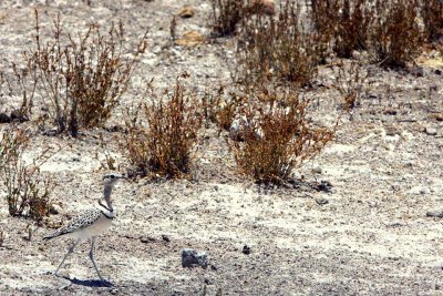 DOUBLE-BANDED COURSER