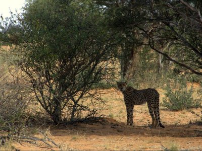 CHEETAH IN THE SHADE