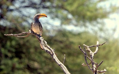 YELLOW-BILLED HORNBILL