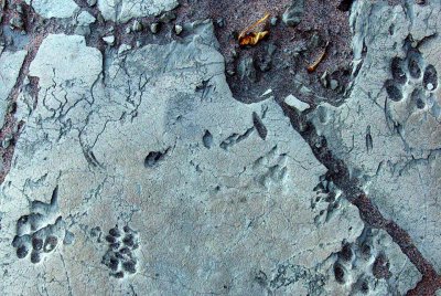 SMALL CORNIVORE TRACKS IN DRY RIVER BED