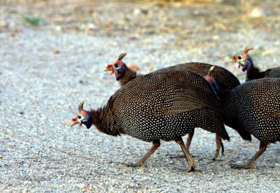 HELMETTED GUINEAFOWL