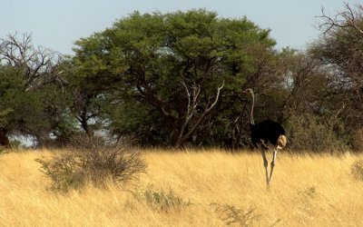 COMMON OSTRICH-MALE