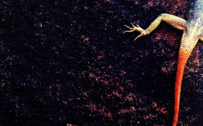 AGAMA SCALING