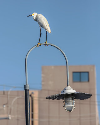 Balancing Egret