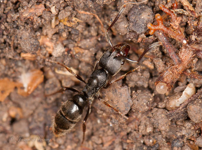 Rapacious Panther Ant - Pachycondyla harpax