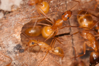 Camponotus absquatulator