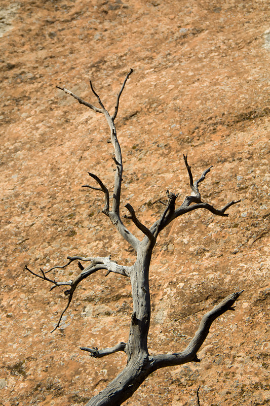 DEAD TREE ON DEVILS GARDEN TRAIL