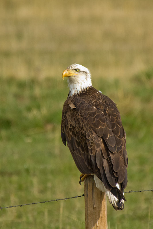 AMERICAN BALD EAGLE