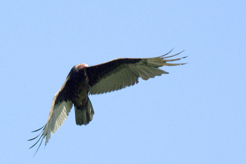 TURKEY BUZZARD