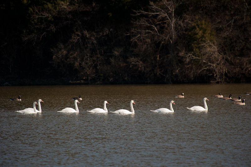 MUTE SWANS