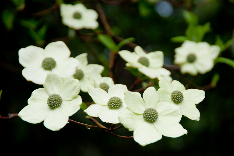 DOGWOOD BLOSSOMS